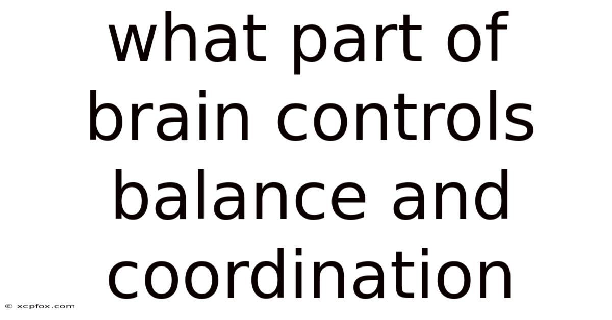 What Part Of Brain Controls Balance And Coordination