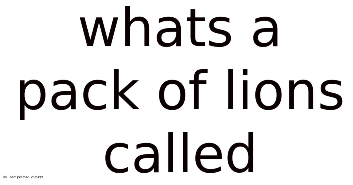 Whats A Pack Of Lions Called