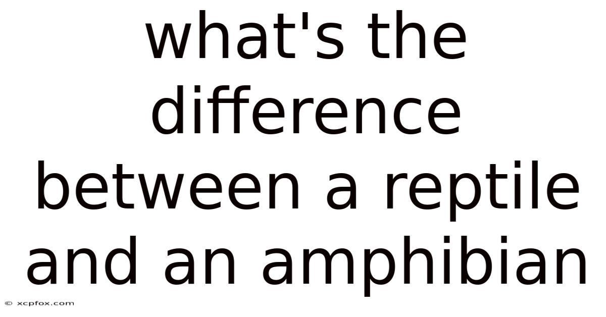 What's The Difference Between A Reptile And An Amphibian