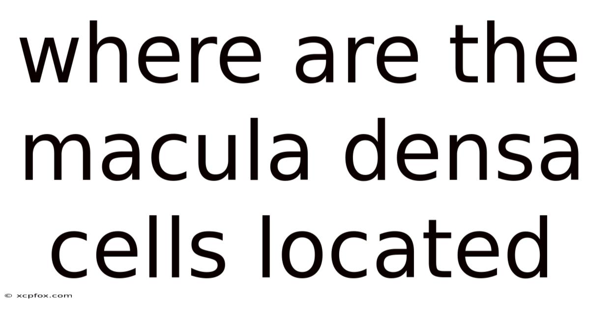 Where Are The Macula Densa Cells Located