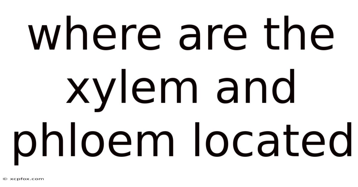 Where Are The Xylem And Phloem Located