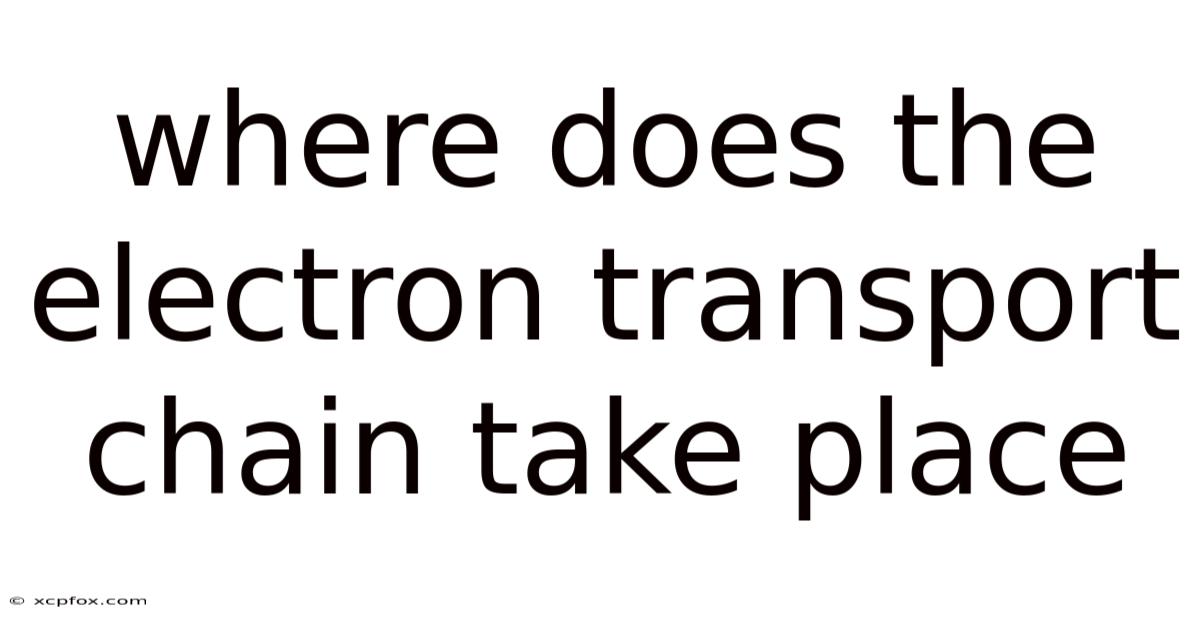Where Does The Electron Transport Chain Take Place
