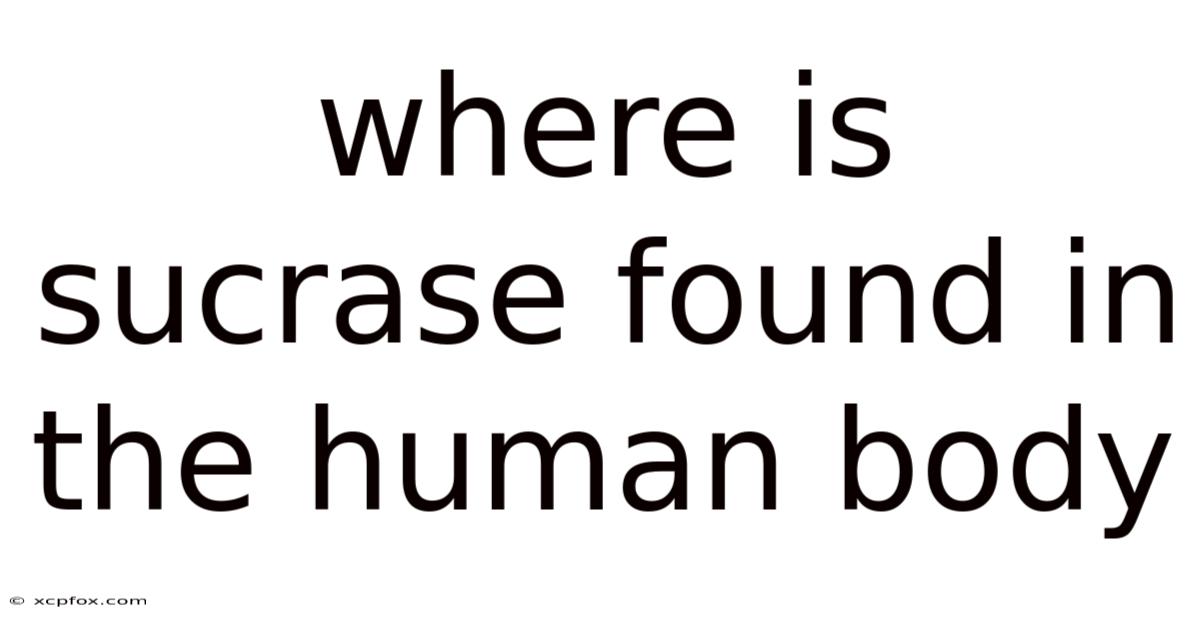 Where Is Sucrase Found In The Human Body