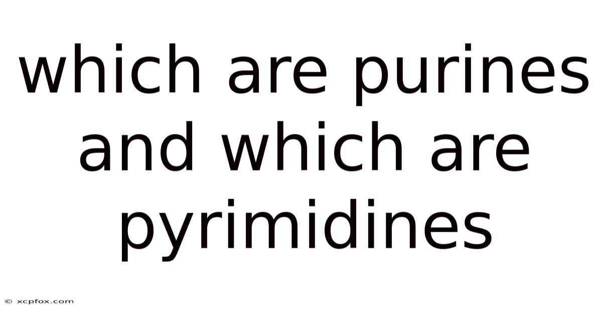 Which Are Purines And Which Are Pyrimidines