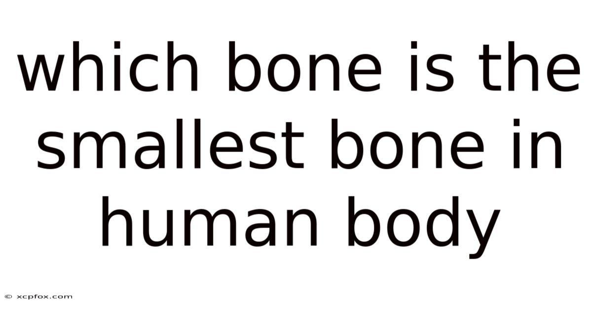 Which Bone Is The Smallest Bone In Human Body