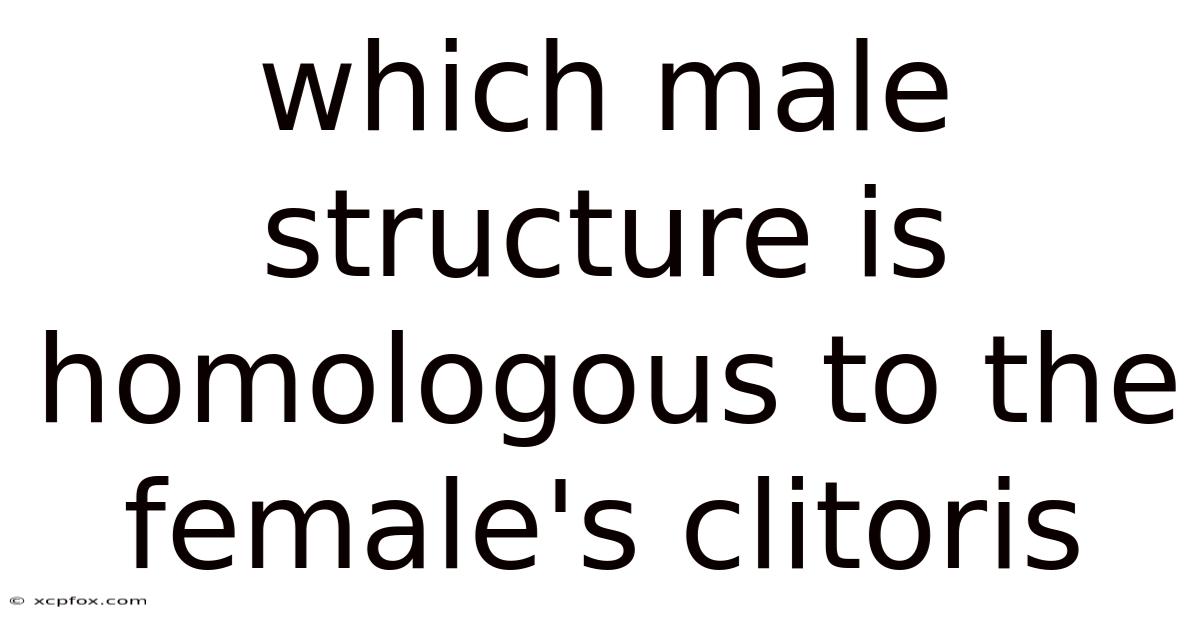 Which Male Structure Is Homologous To The Female's Clitoris