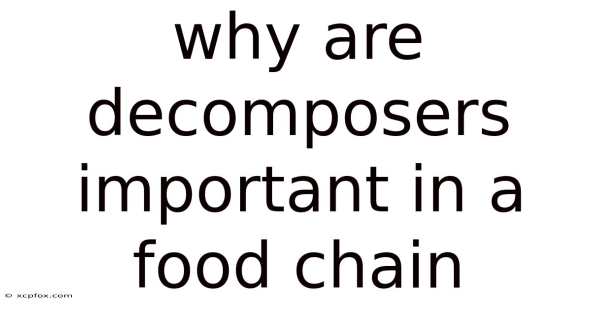 Why Are Decomposers Important In A Food Chain