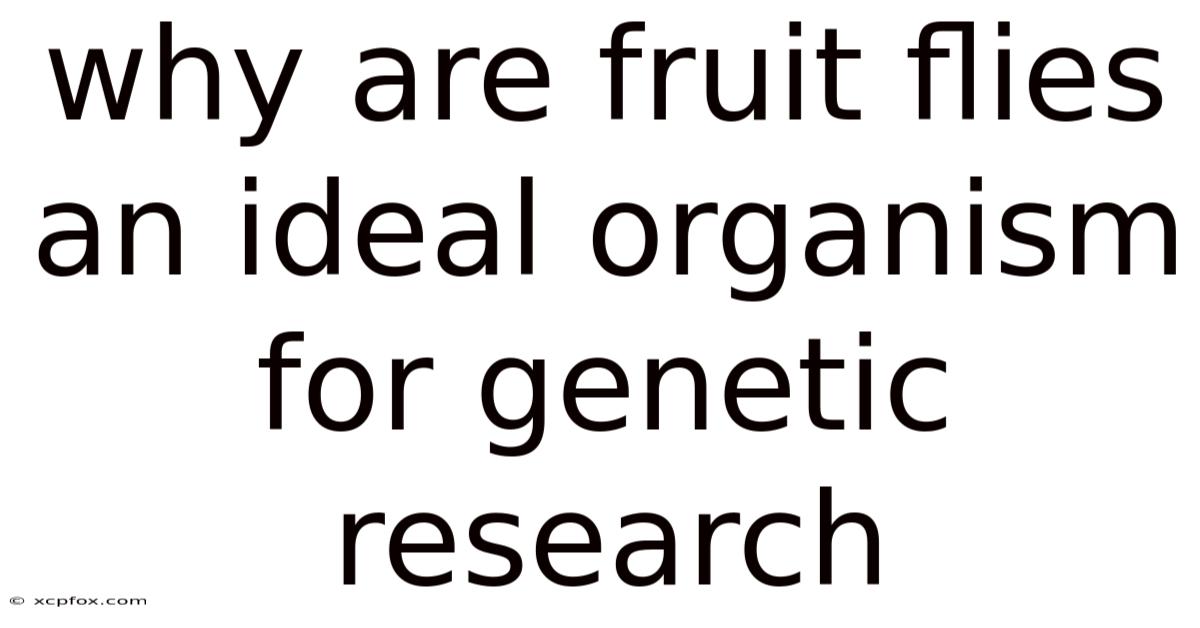 Why Are Fruit Flies An Ideal Organism For Genetic Research