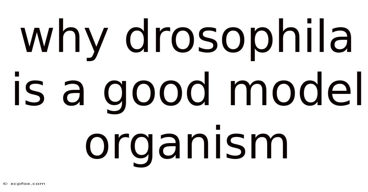Why Drosophila Is A Good Model Organism