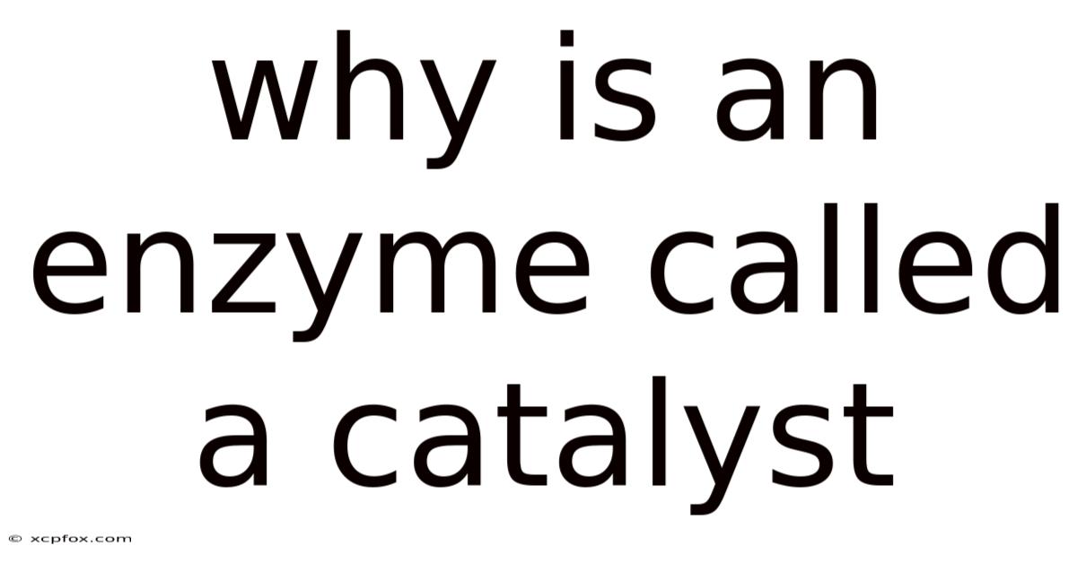 Why Is An Enzyme Called A Catalyst