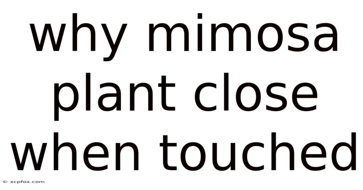 Why Mimosa Plant Close When Touched