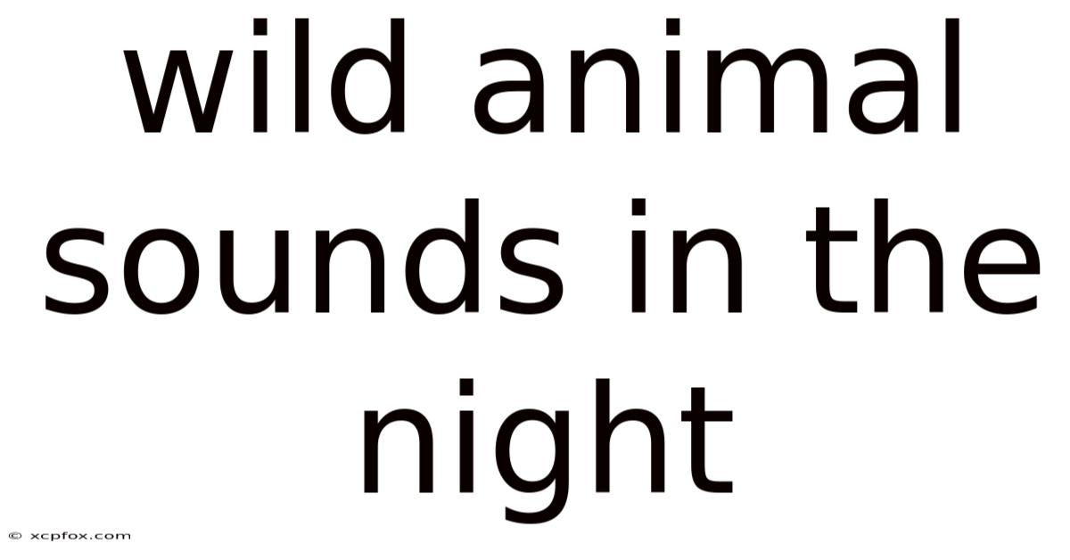Wild Animal Sounds In The Night